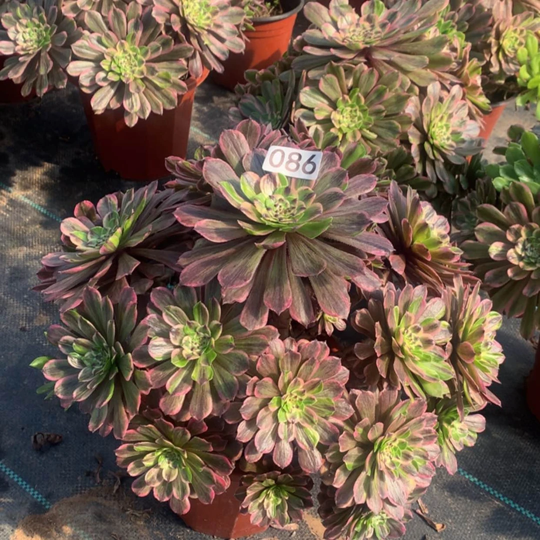 【闪购商品】86粉黛