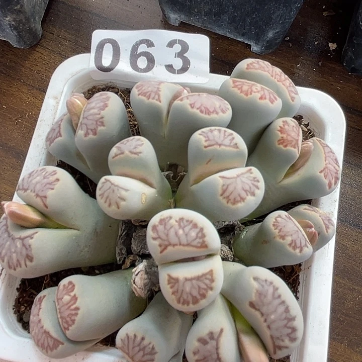 生石花一颗14头063