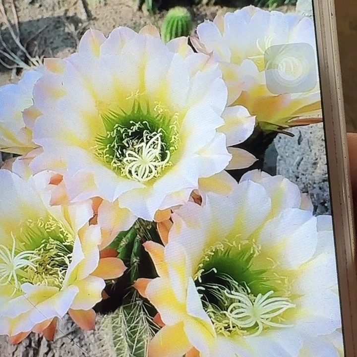 六月五侧芽5公分左右毛花柱（20包邮）