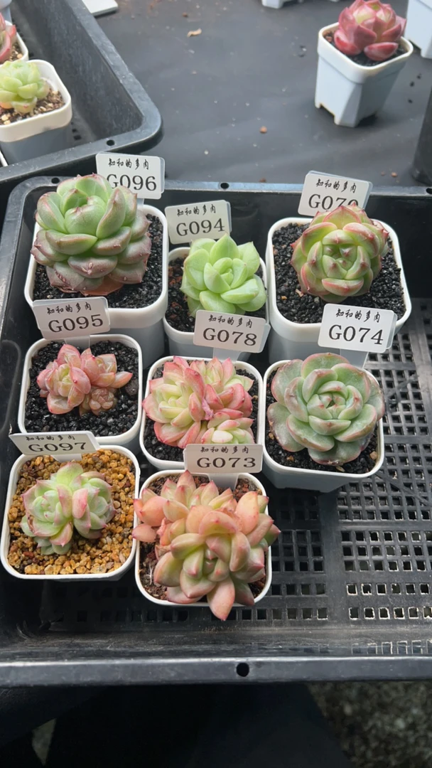 知和的多肉专拍链接