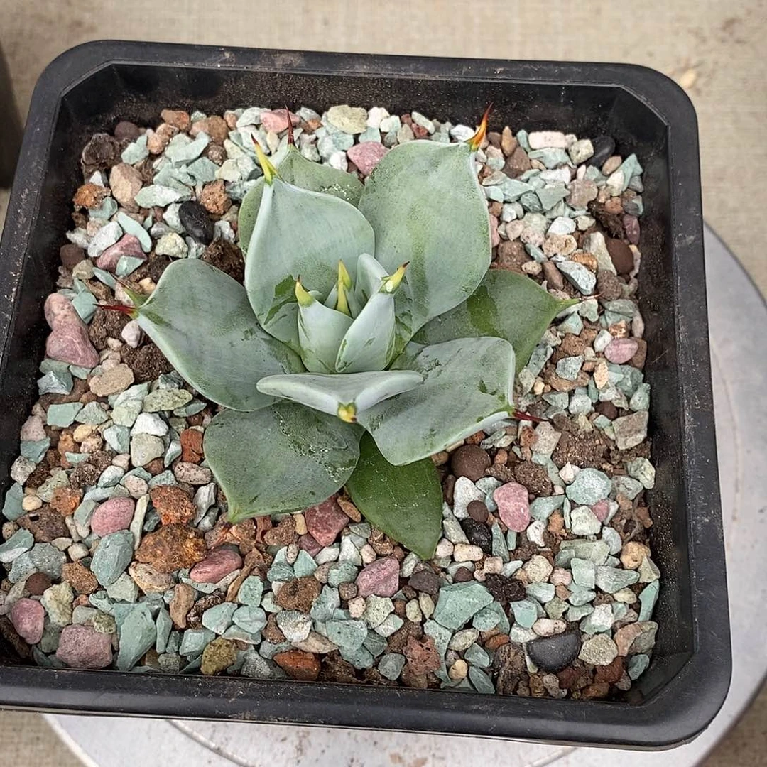 一本刺龙舌兰小型品种