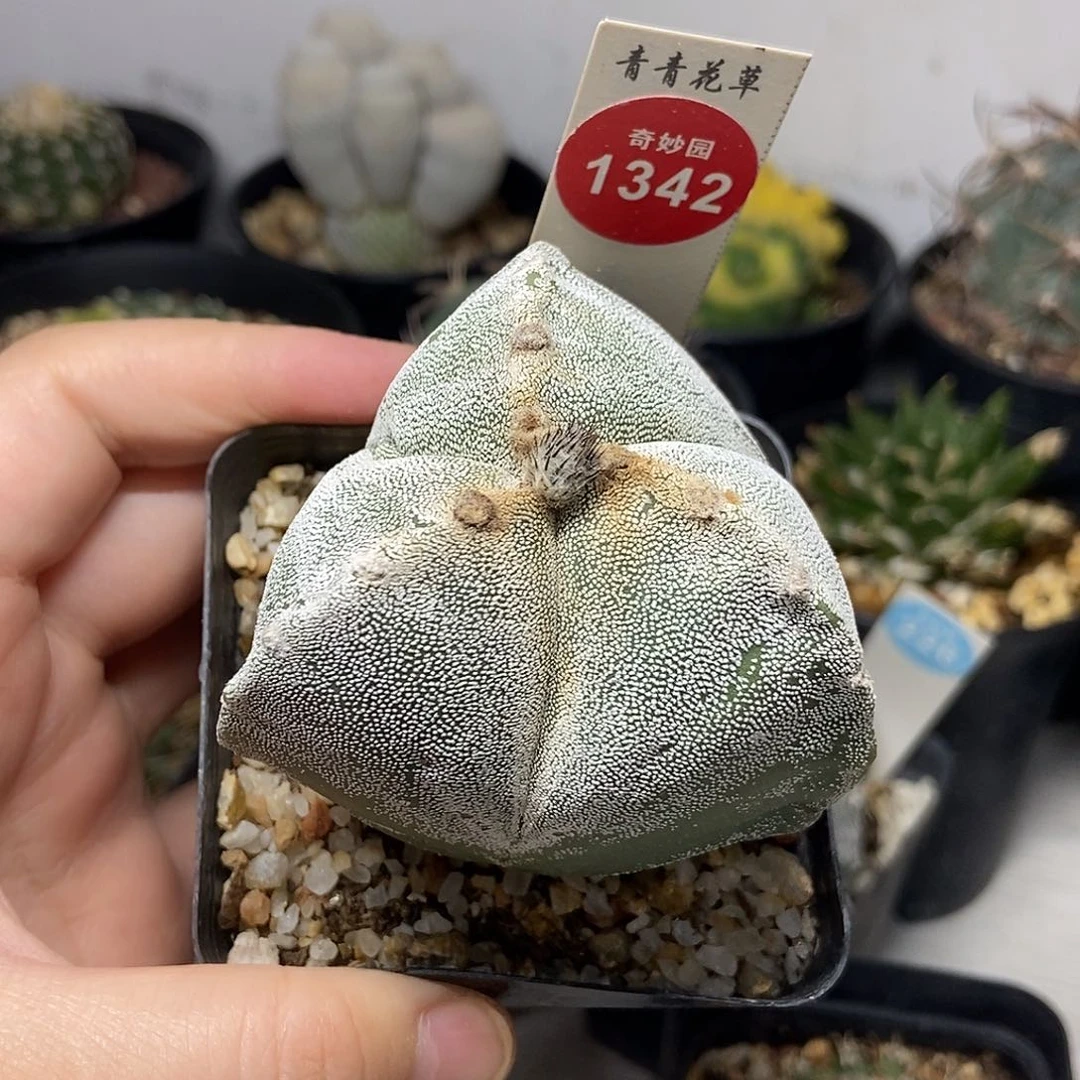 实生三角银沙鸾凤玉一颗