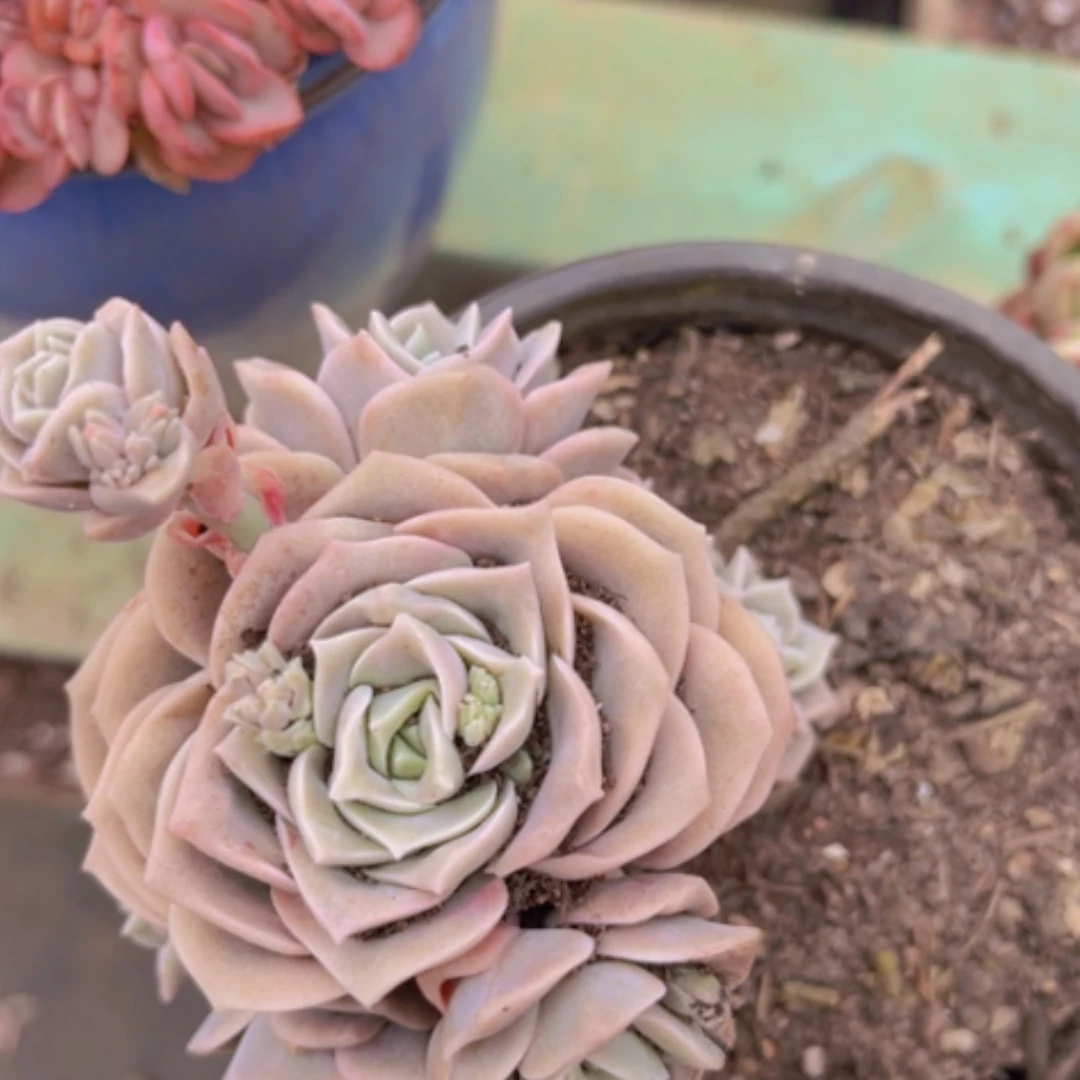 【闪购商品】可爱玫瑰9头1474