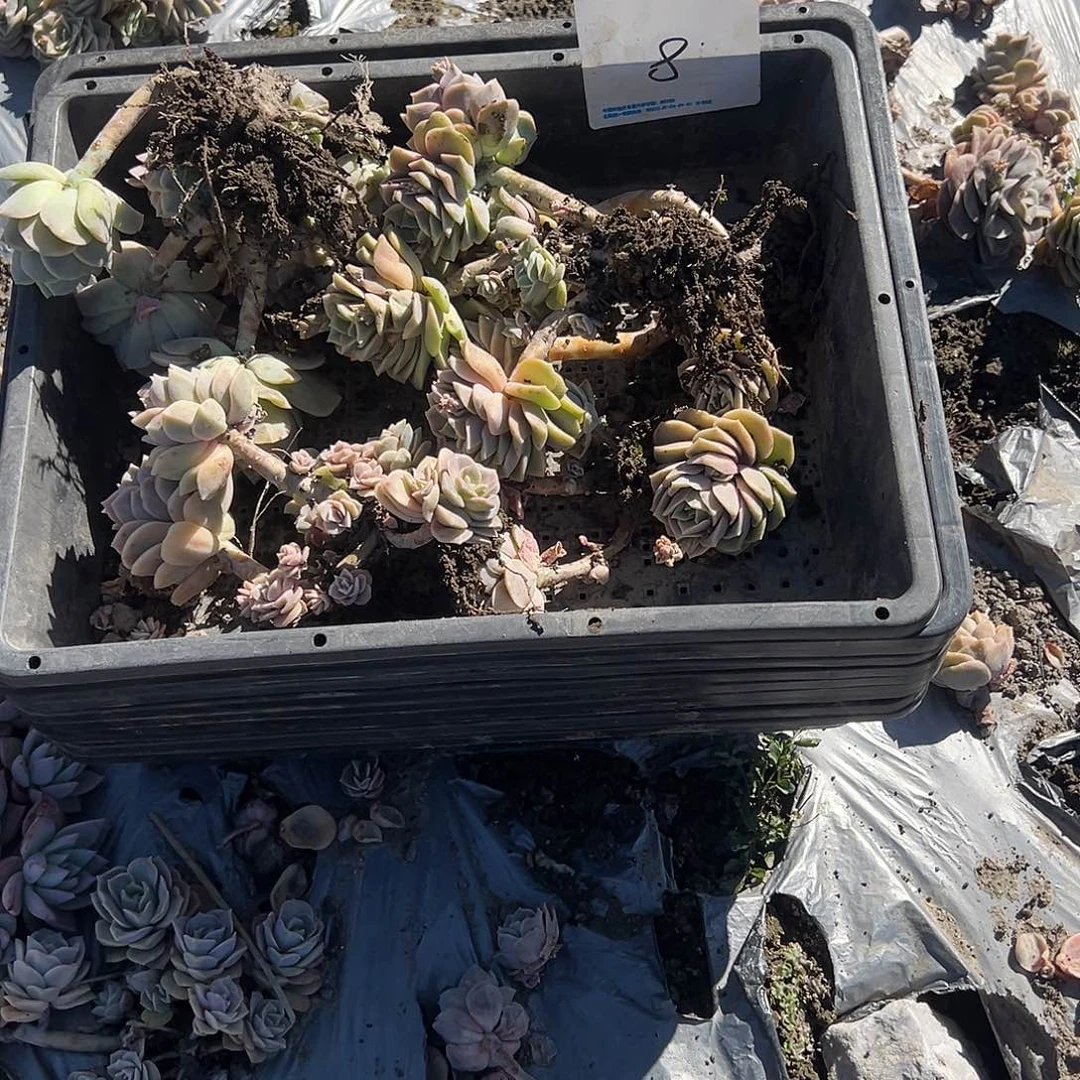 。**袁8不售后5颗可爱玫瑰