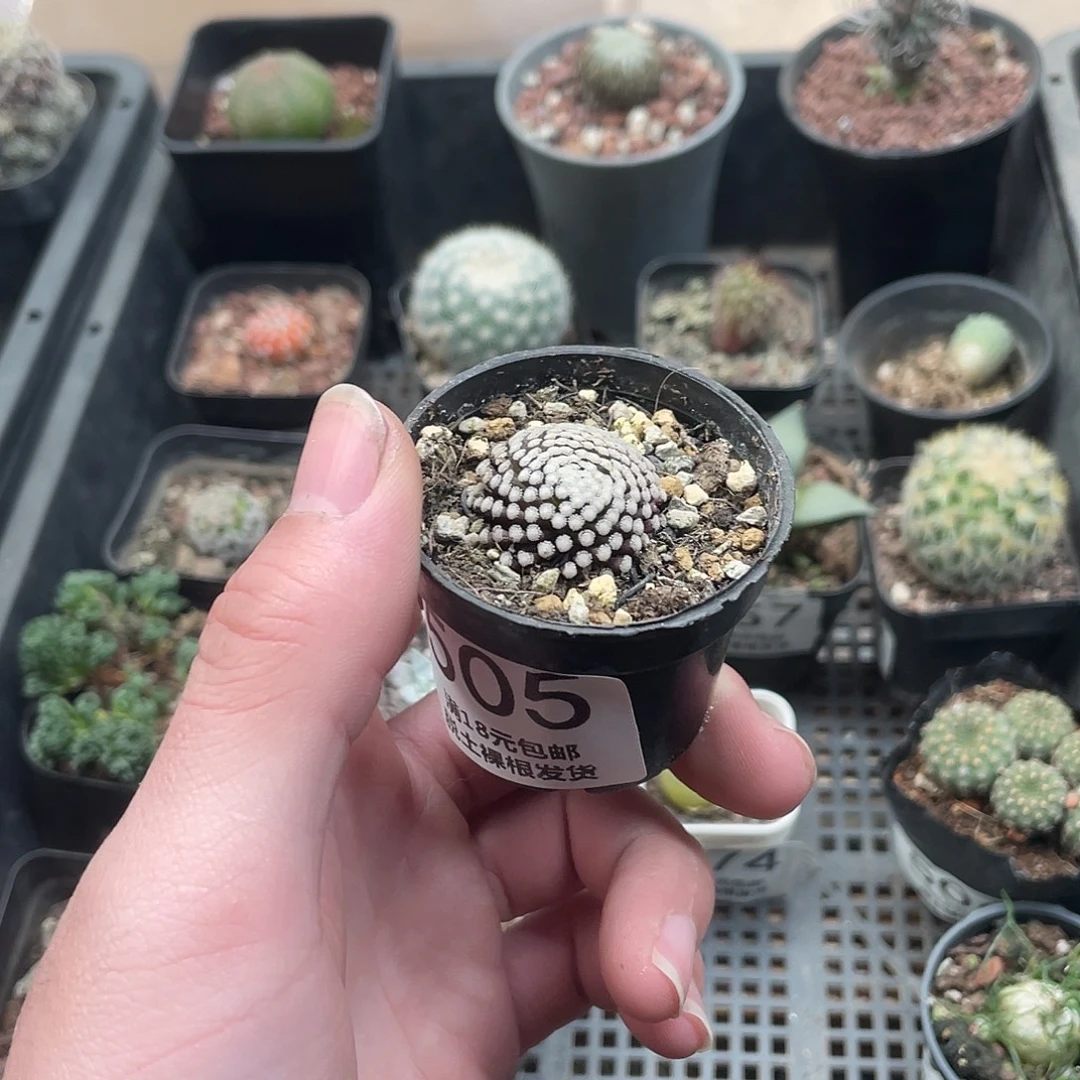 505松针牡丹（满18包邮）