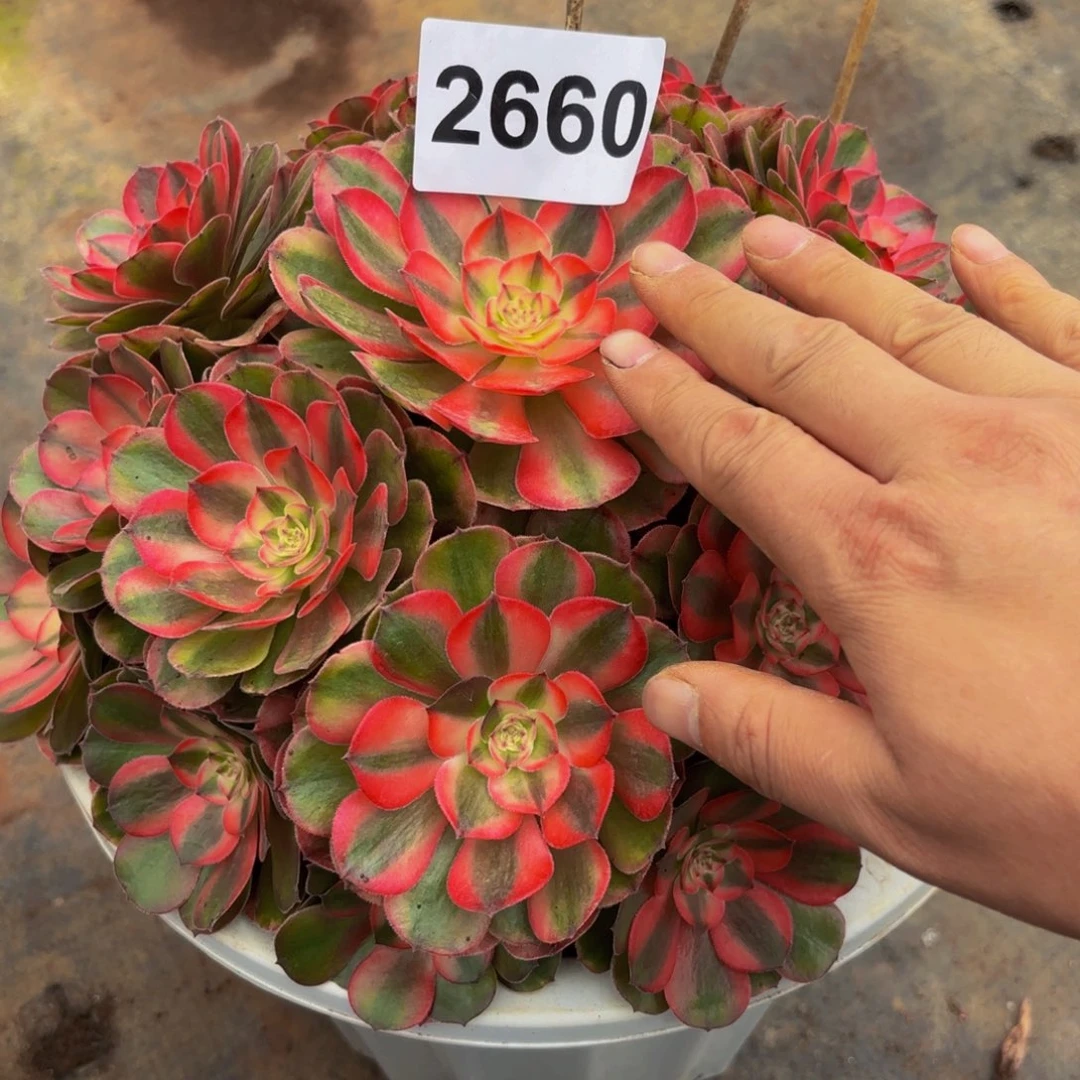 腾***地2660多肉植物荔枝