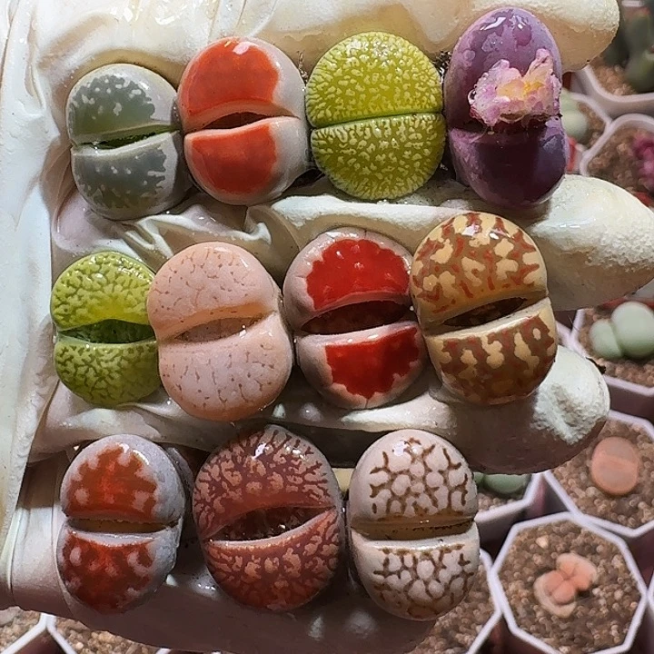 生石花11111111。  339