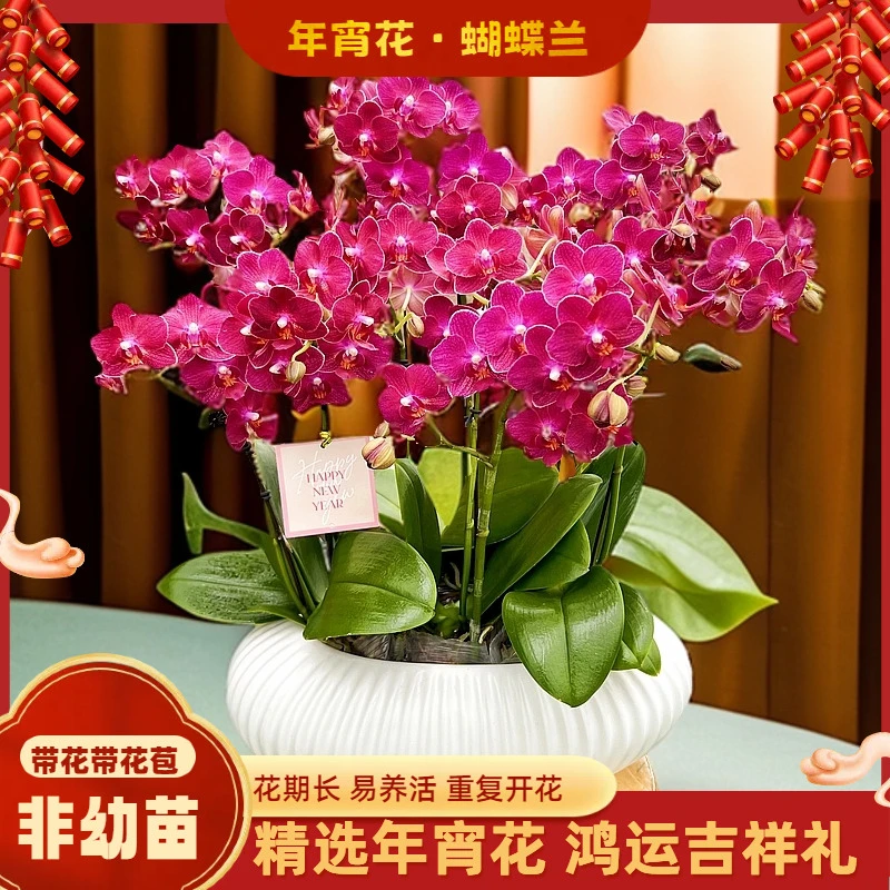 【聚宝盆】-梦茜儿的花坊-丝绒质感红色系花好养耐养绿植带花卉盆栽