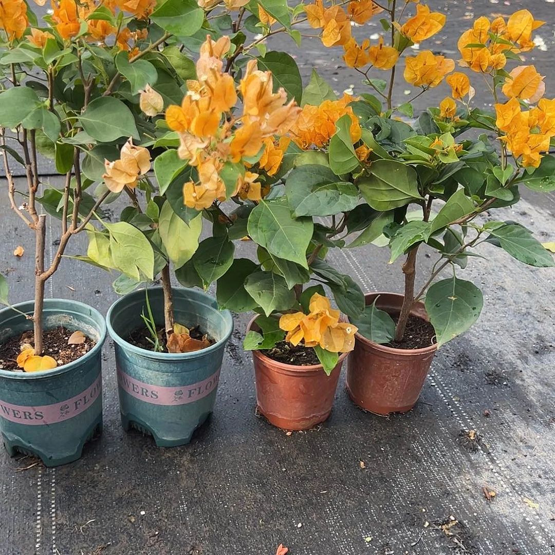 大部分花苞少量开放加州黄掌中宝一颗