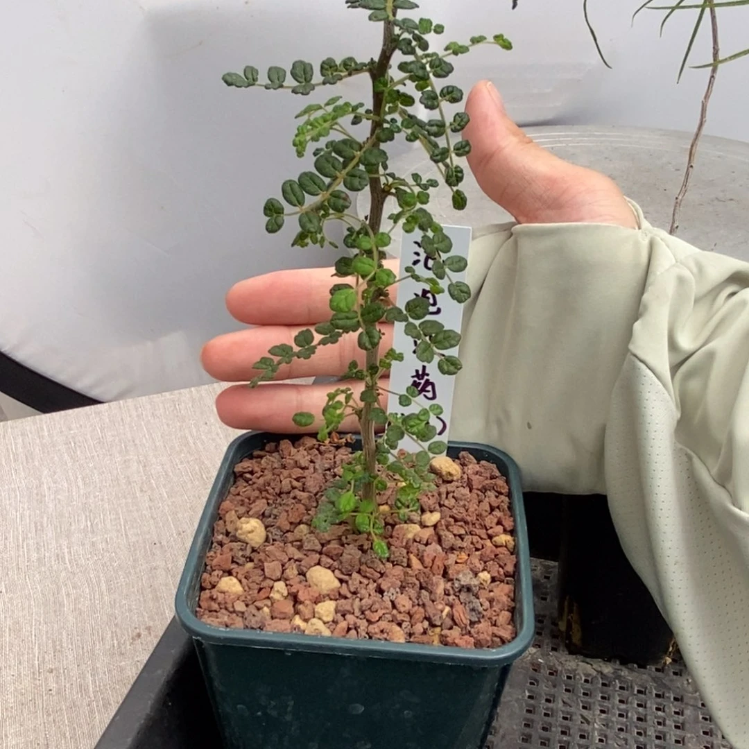 被***了泡泡叶没药带盆发货
