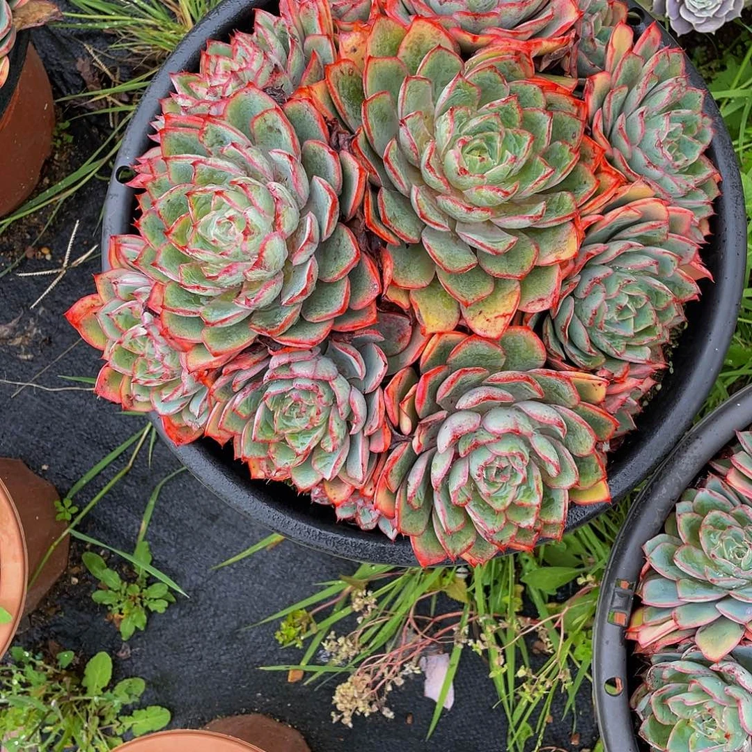 *****赫拉仙子多肉植物群