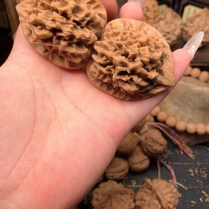 44尺秦岭帝王野生官帽福利