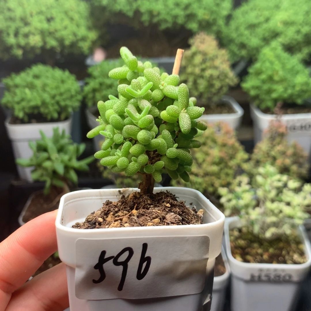 596蜜橘糖球。