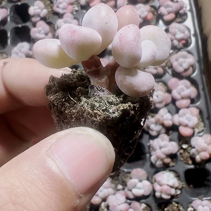 粉兔精品多肉植物