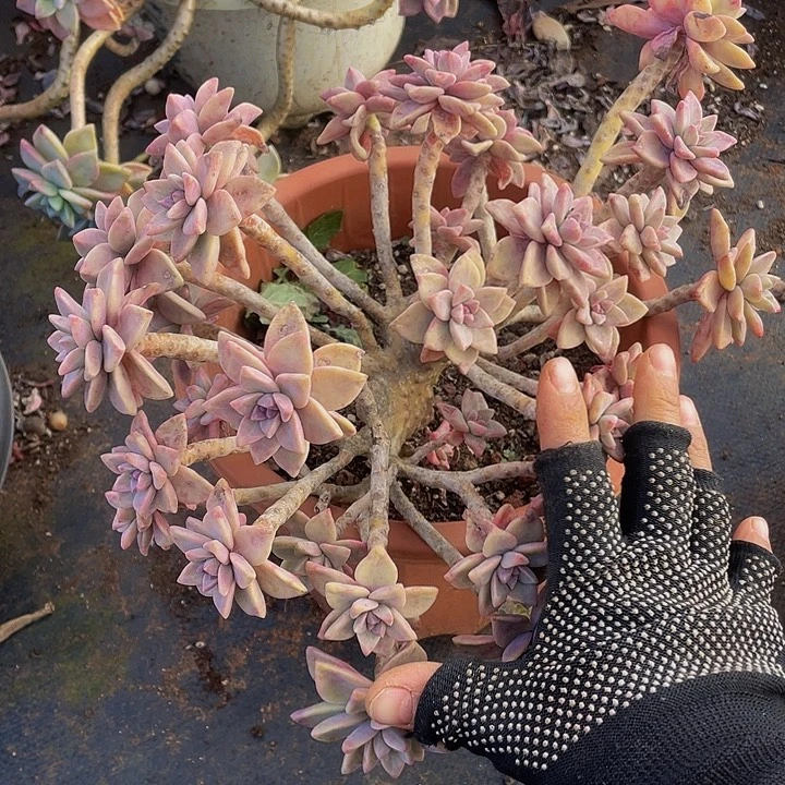 粉色淡雪缀化19.8老桩