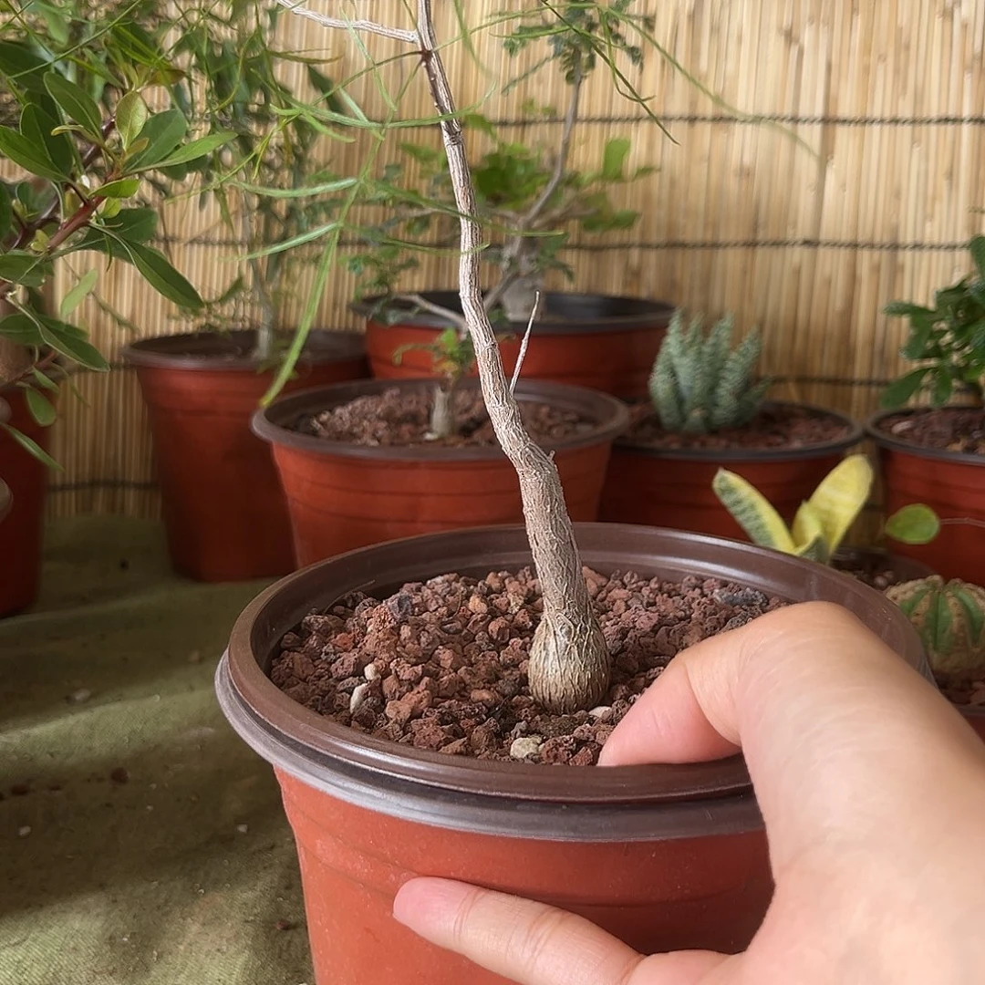 托***福帕卡裂揽多肉植物