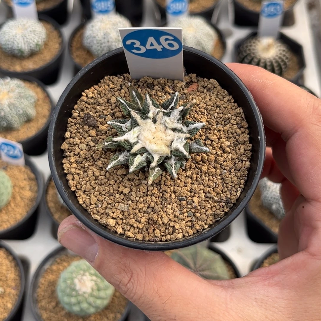 346实生黑牡丹带盆带土发货