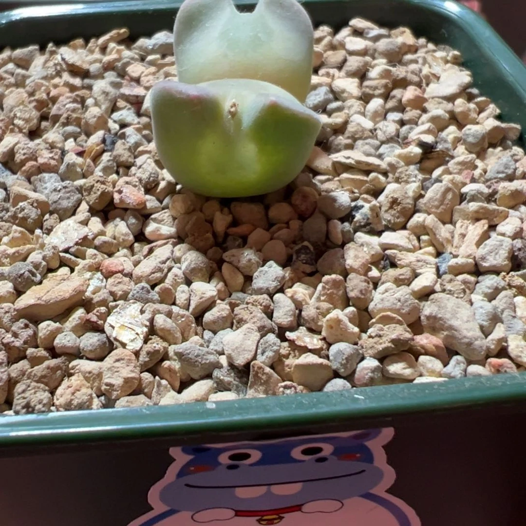 Ts双头大眼睛母本，开花已授粉，不保证有种夹