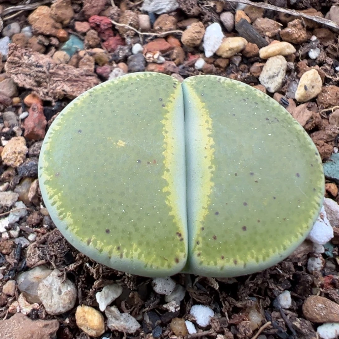 10.25好看的多肉脱土发货538