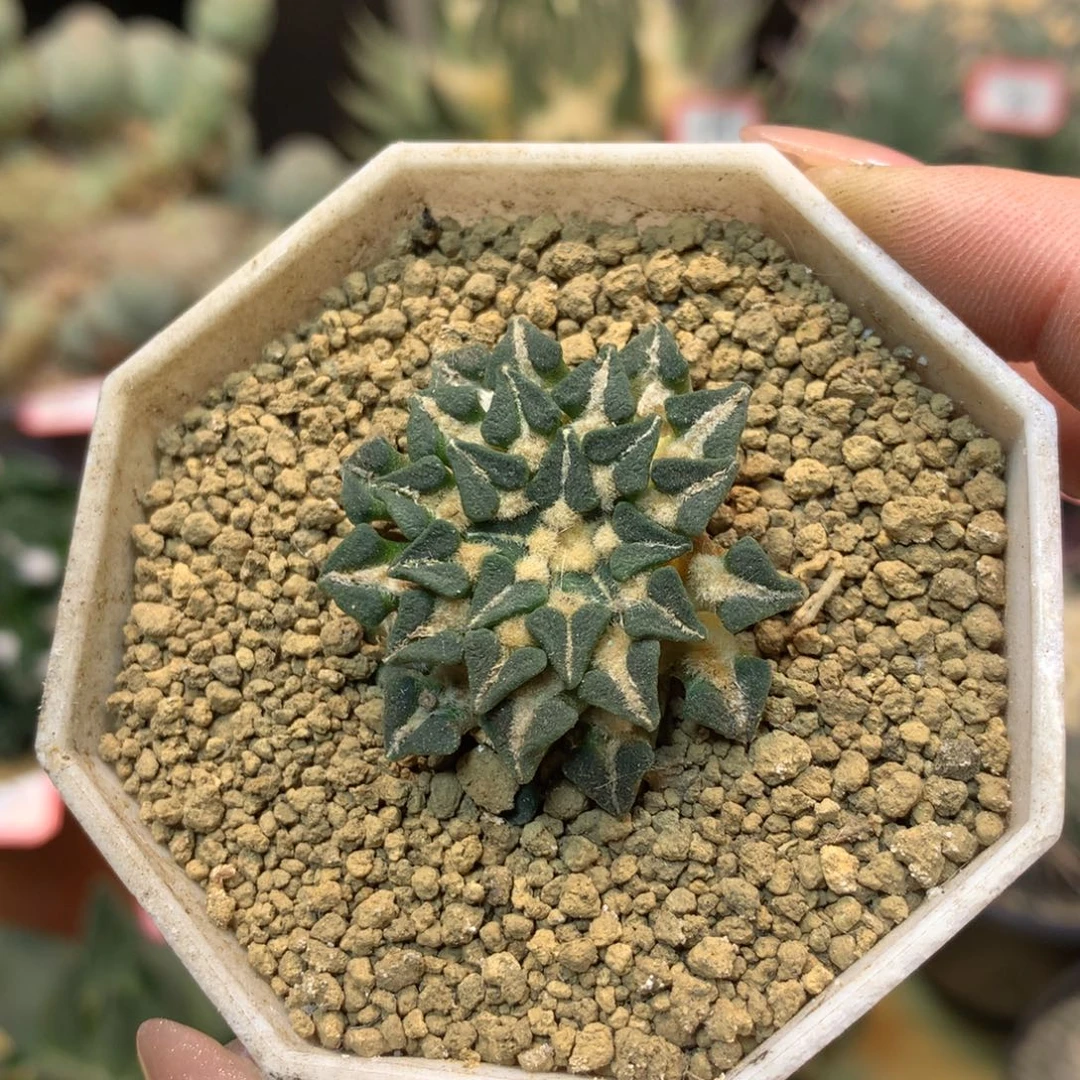 41号 自根姬牡丹3.5公分 带盆土发货