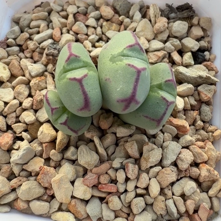 精品多肉植物少将杂交系列