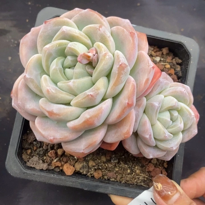 夏悦多肉0119-41冰玉