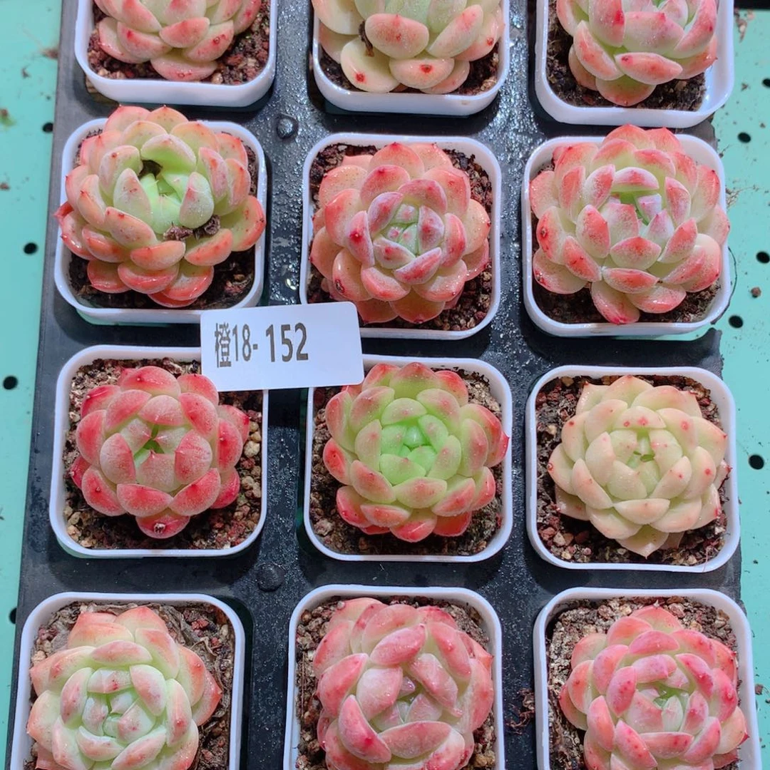 18-152一物一拍多肉带盆18颗