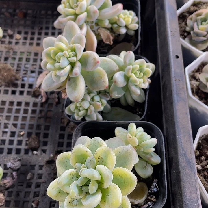 劳尔锦带盆土发货