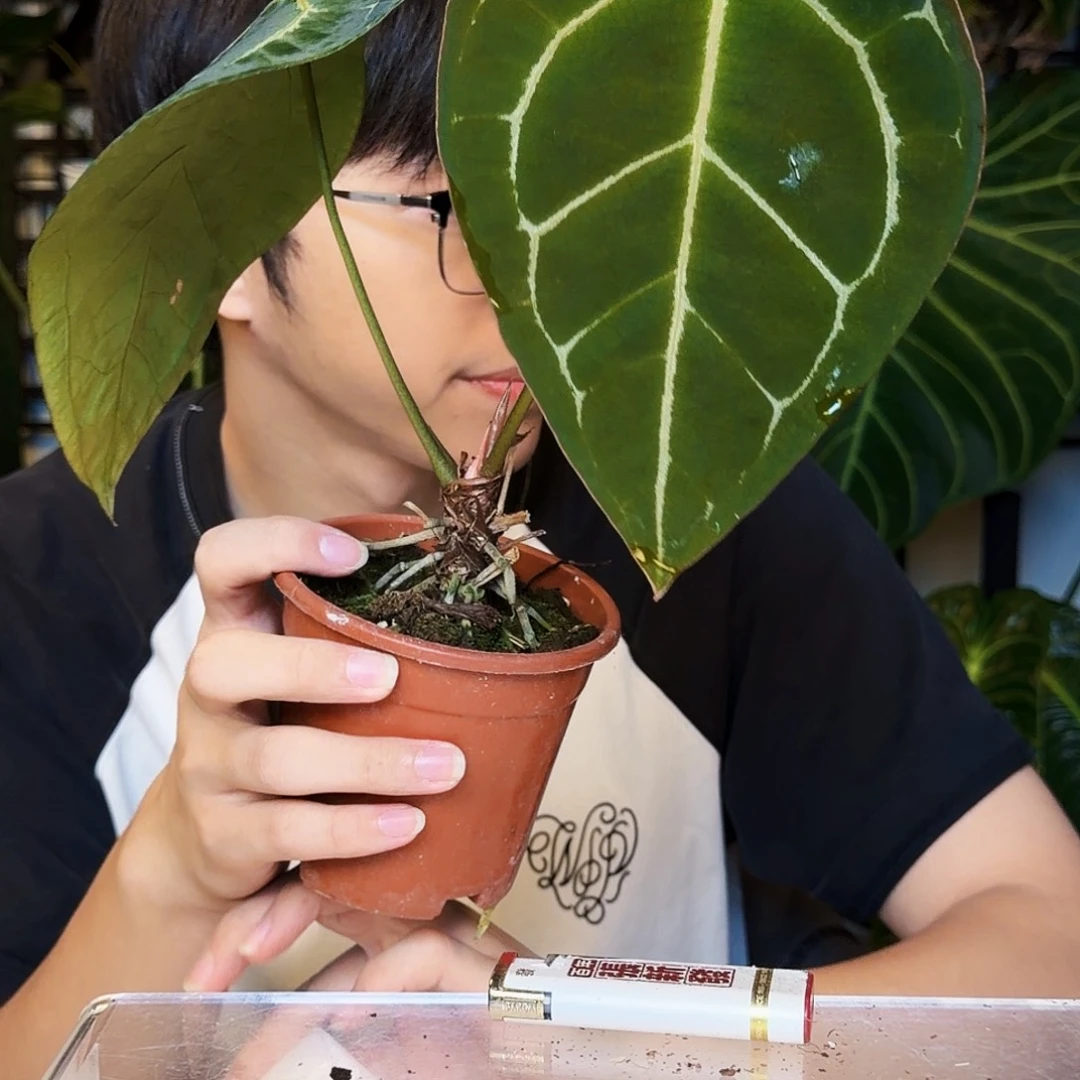 完全开放W122  南美黑水晶杂粉脉黑丝绒