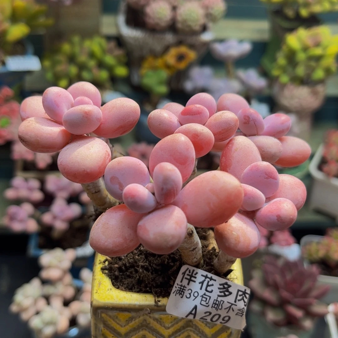 209糖果桃蛋10cm多肉