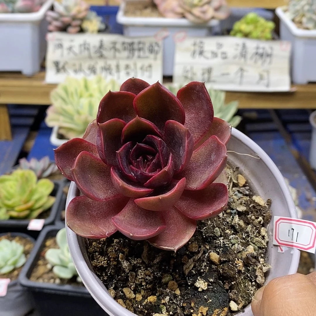 08171 姬玫瑰多肉