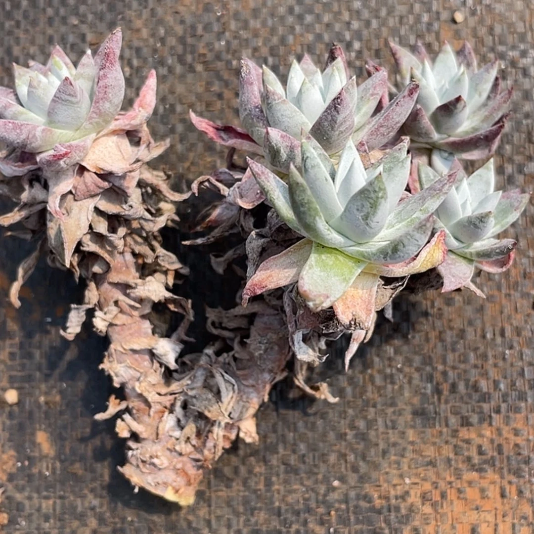 【闪购商品】随单发