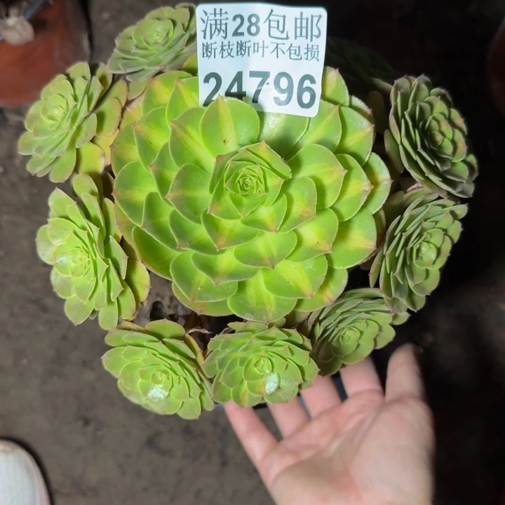 24796南抹茶多肉植物