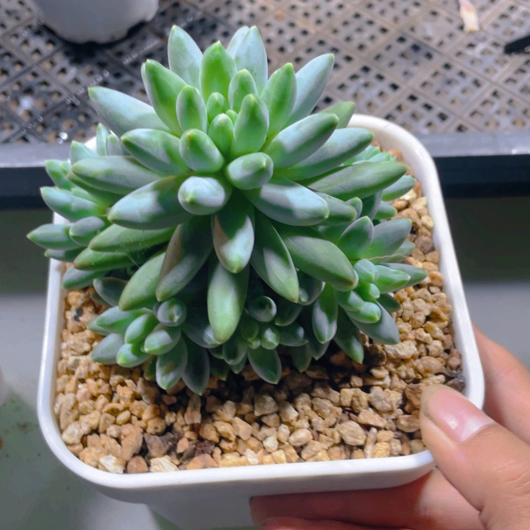 伊卡鲁斯多肉植物一棵