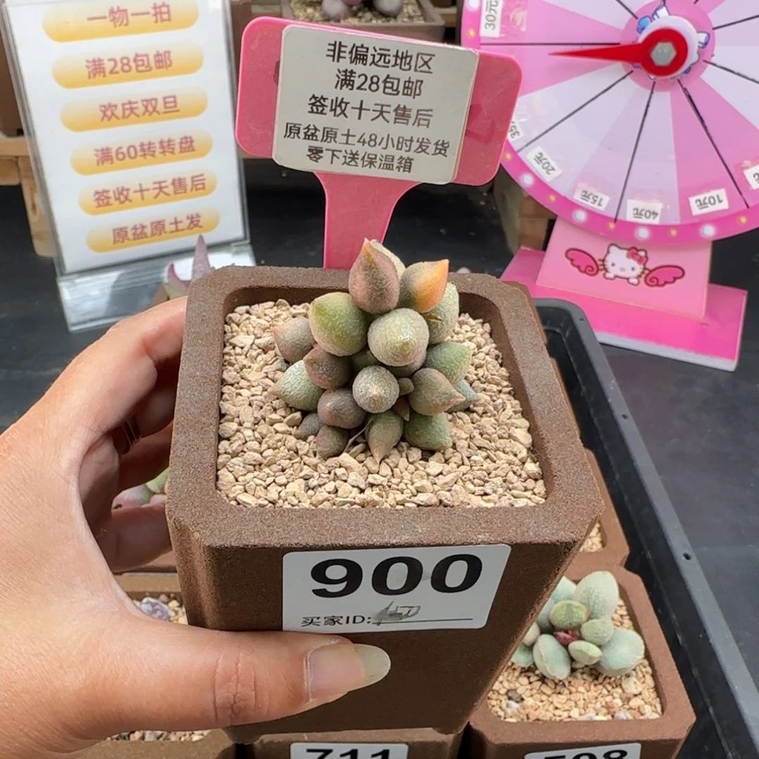 900小辣椒锦多肉植物