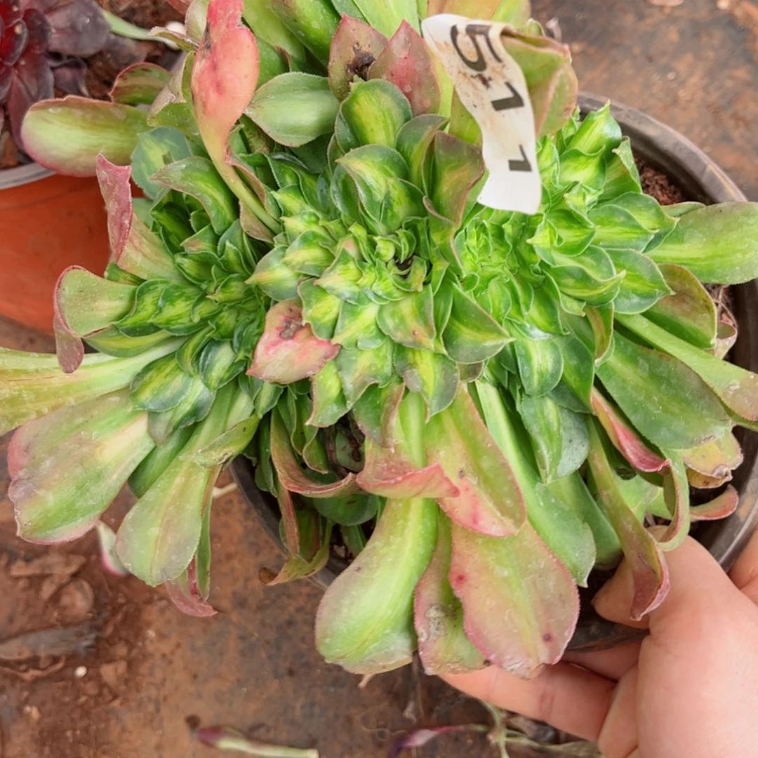 多肉植物511香炉中班