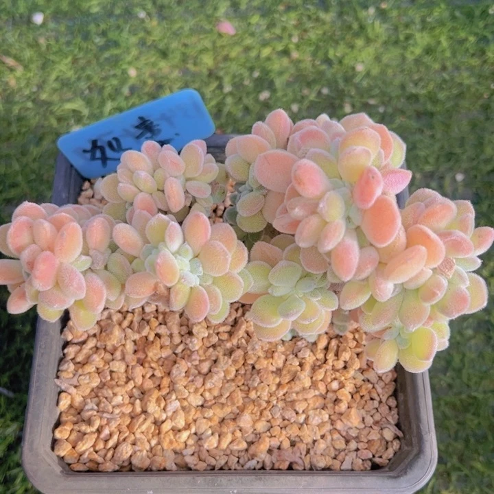 健健康康平平安安