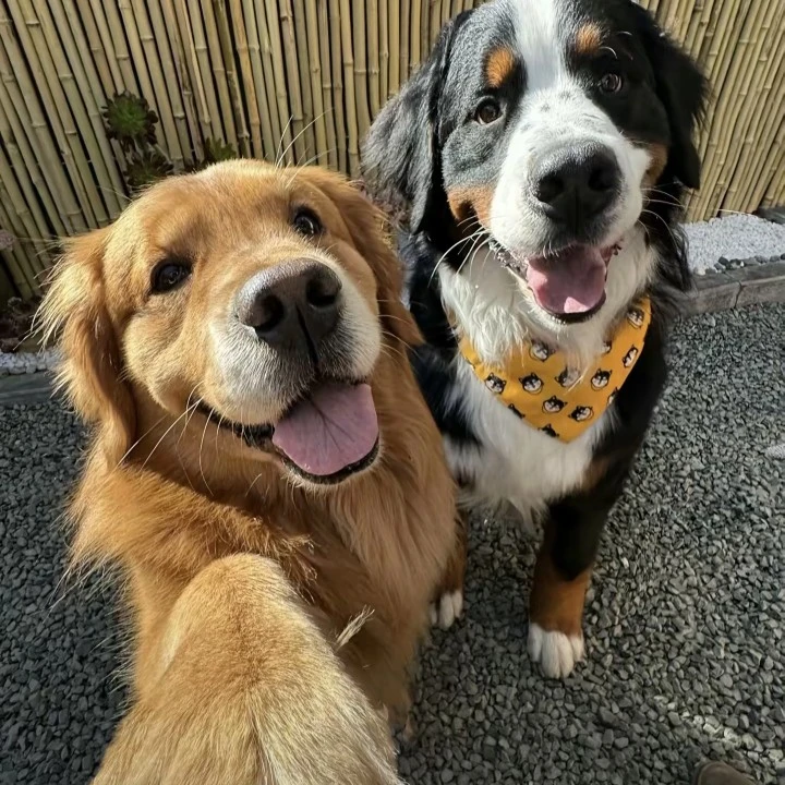 精品宠物狗阿拉斯加萨摩耶金毛边牧拉布拉多