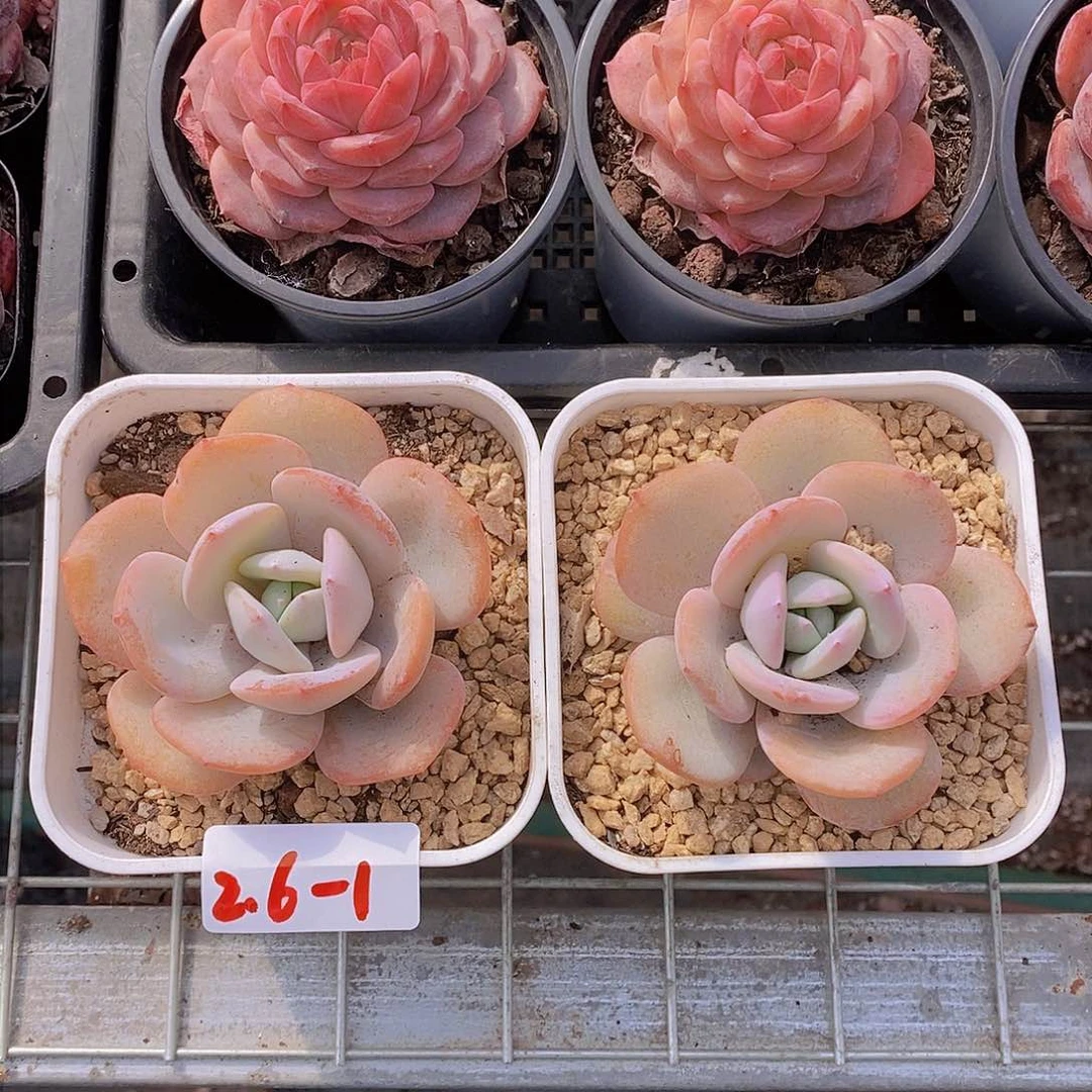 2.6-1-奶茶大单头一颗 量拍