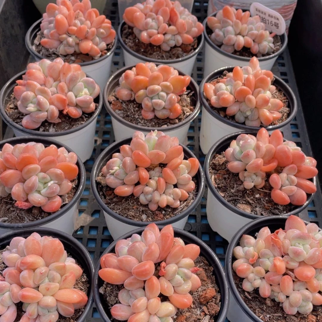 量拍16号 丽芙美人群生老桩一个