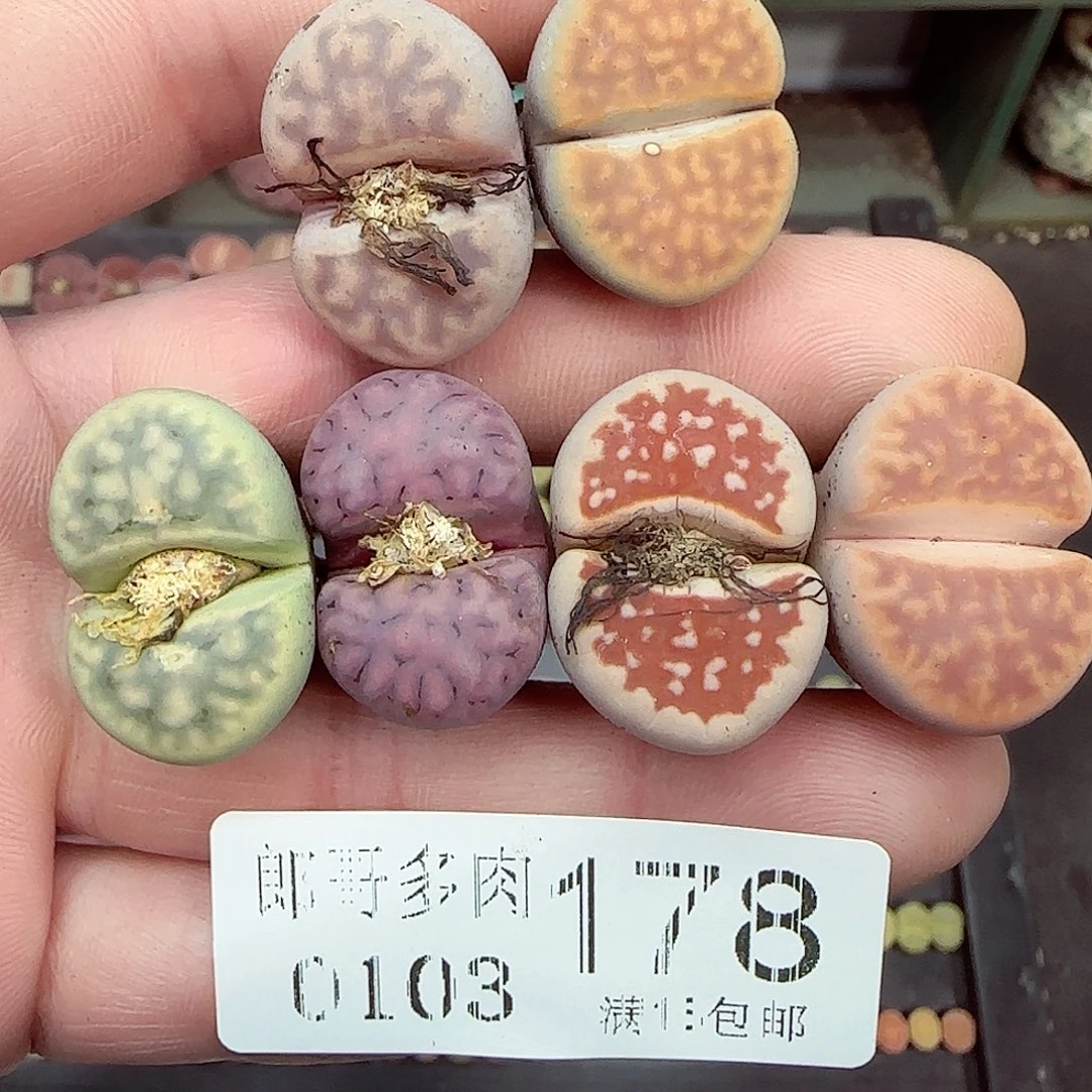 满满18包邮0103-178