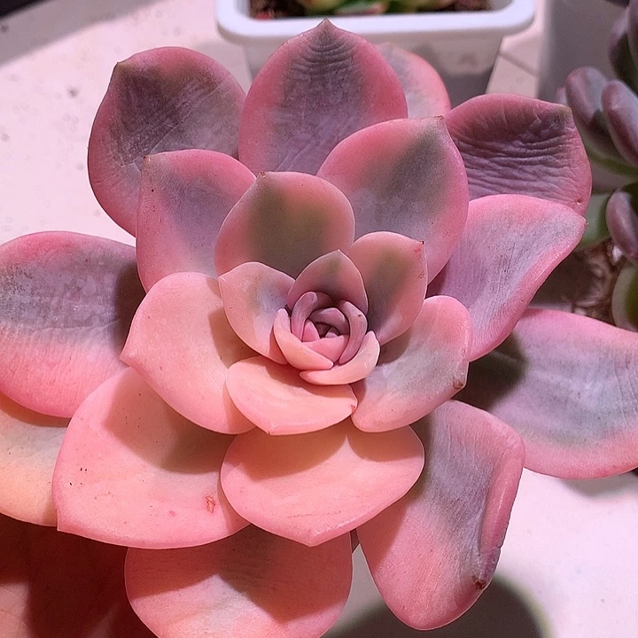 奶茶锦锦锦有全锦叶子