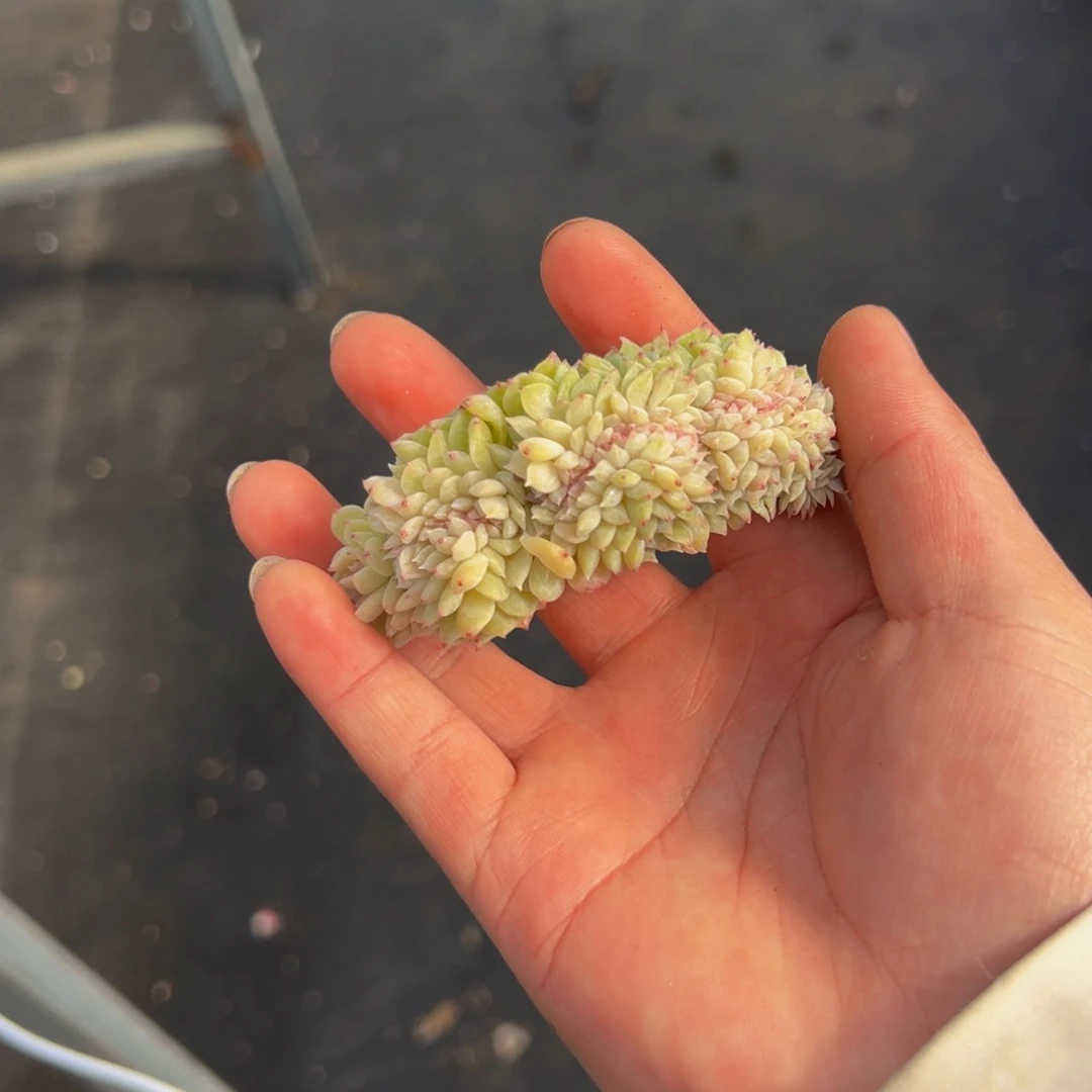 新年快乐 新年快乐