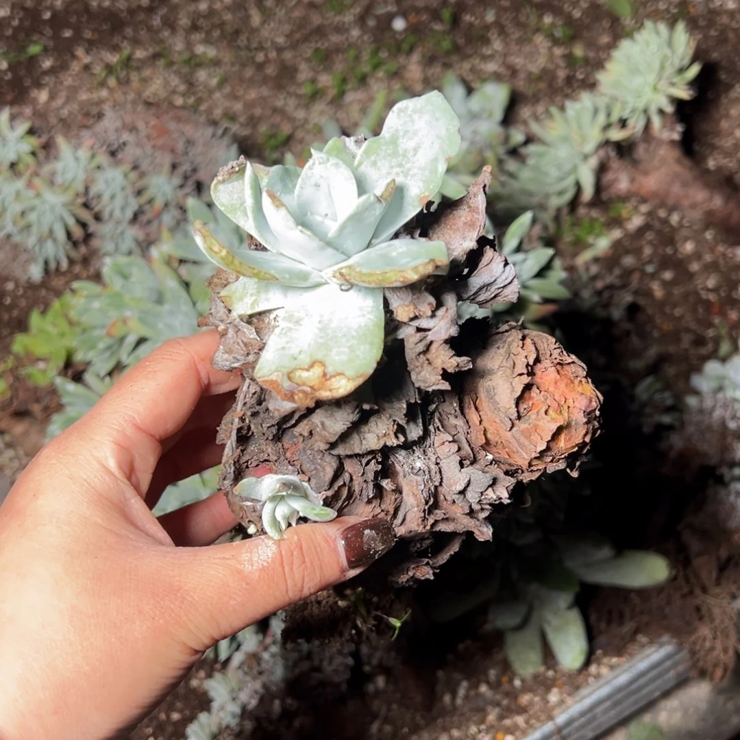 4473普西哈哈哈哈哈哈哈