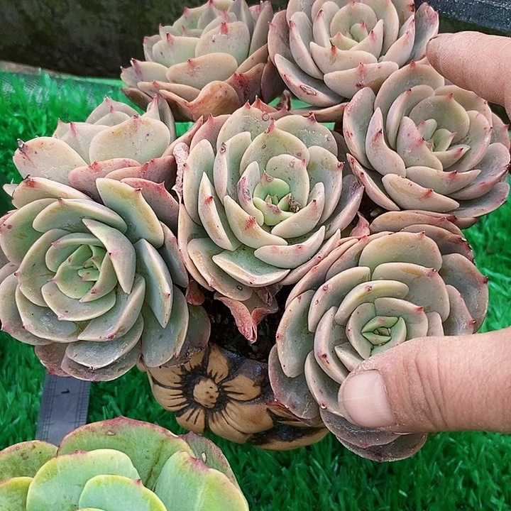 白雪公主整无砍多肉