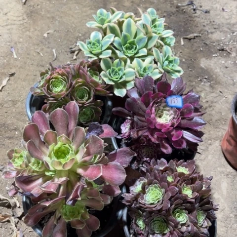 183多肉植物组合