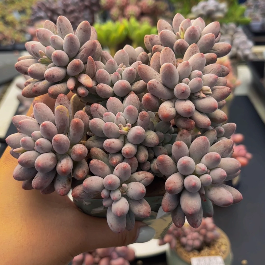 32-婴儿手指多肉10cm