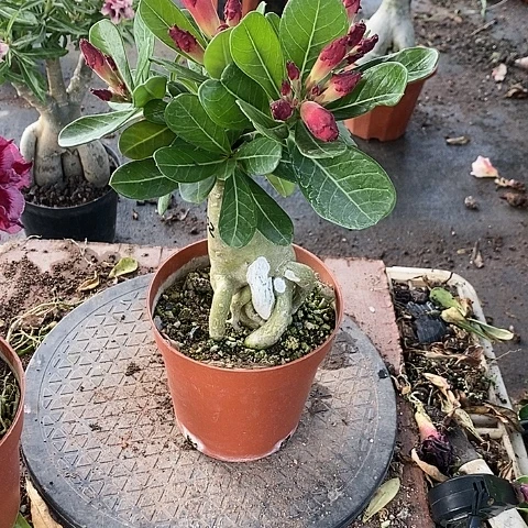 【闪购商品】无花朵如****店