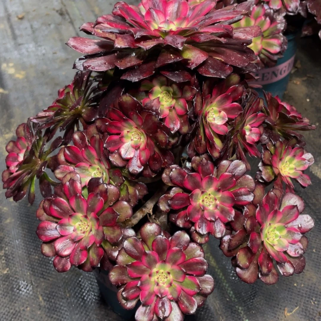 912美姬精品法师老桩