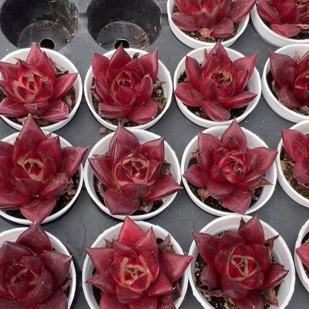 红檀到手2颗量拍多肉满18元包邮下午发